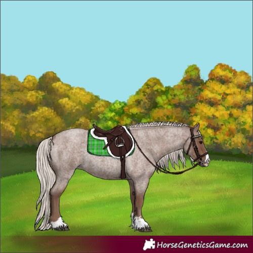 Horse Color:Silver Blue Roan 
