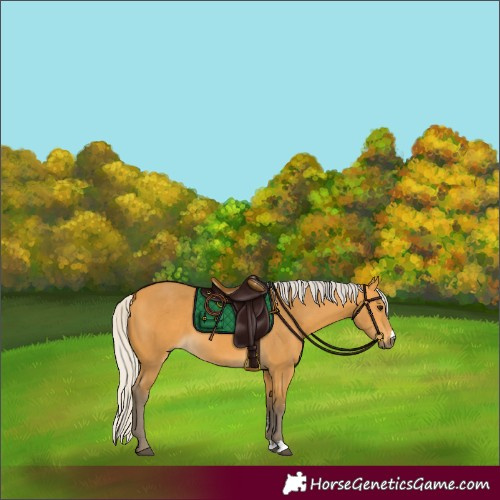 Horse Color:Silver Buckskin 