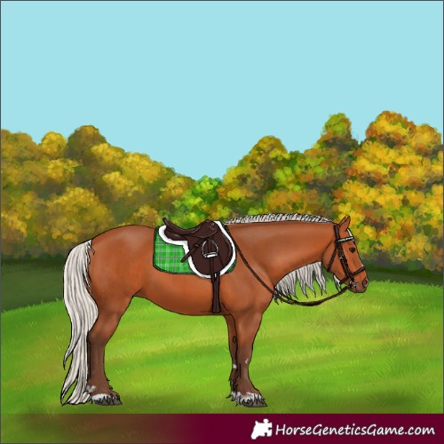 Horse Color:Silver Bay 