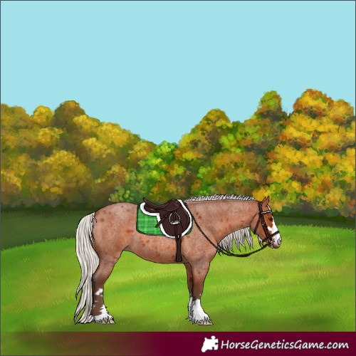 Horse Color:Silver Bay Roan 