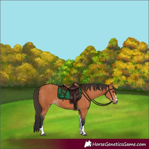 Horse Color:Bay Tobiano 