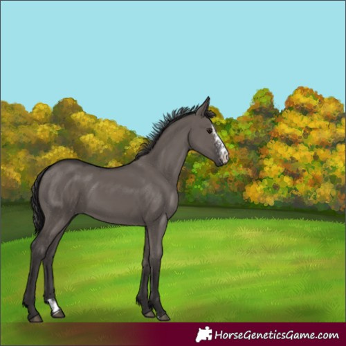 Horse Color:Smoky Grullo Sabino 