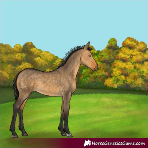 Horse Color:Buckskin Dun 