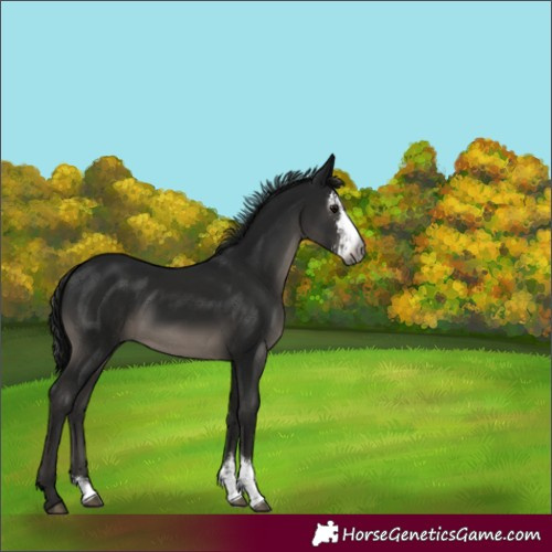 Horse Color:Gray Smoky Black Sabino 