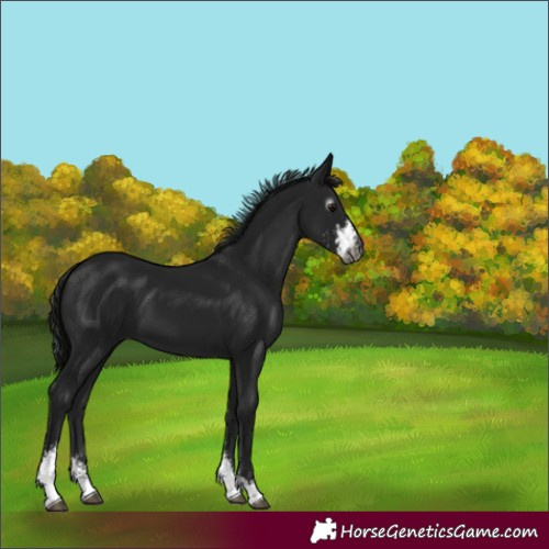 Horse Color:Gray Smoky Black Sabino 