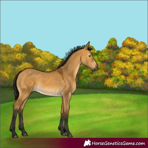 Horse Color:Gray Buckskin Dun 