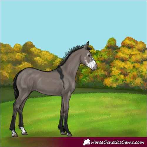 Horse Color:Gray Smoky Grullo Sabino 