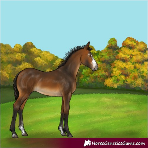 Horse Color:Gray Buckskin Sabino 