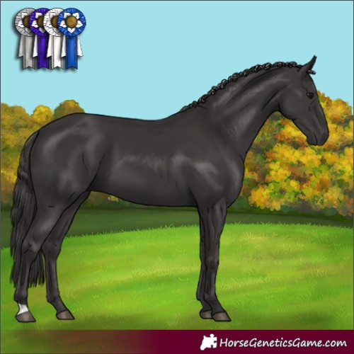 Horse Color:Smoky Black 
