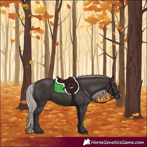 Horse Color:Gray Silver Black 