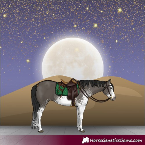 Horse Color:Gray White Spotted Grullo Splash