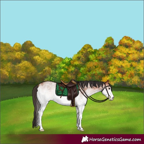 Horse Color:White Spotted Bay 