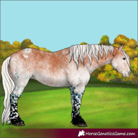 Horse Color:White Spotted Silver Bay Appaloosa