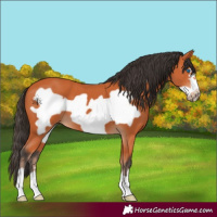 Horse Color:Bay Frame