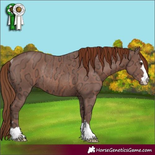 Horse Color:Chestnut Ice Rabicano 