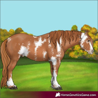 Horse Color:Chestnut Sabino Rabicano