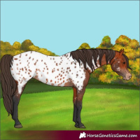 Horse Color:Bay Appaloosa 