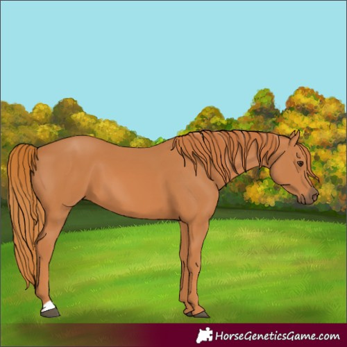 Horse Color:Chestnut 