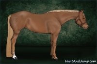 Horse Color:Chestnut Sabino
