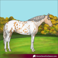 Horse Color:Gold Cream Champagne Tobiano Appaloosa 