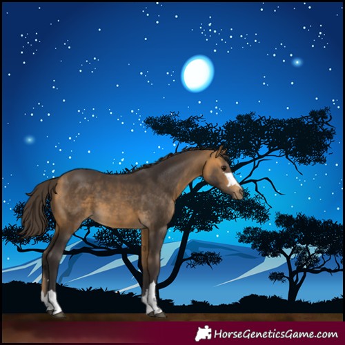 Horse Color:Buckskin 