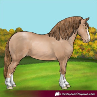 Horse Color:Chestnut Pearl