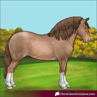 Horse Color:Liver Chestnut Pearl 