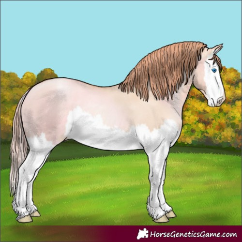 Horse Color:Gold Champagne Pearl Dun Splash 