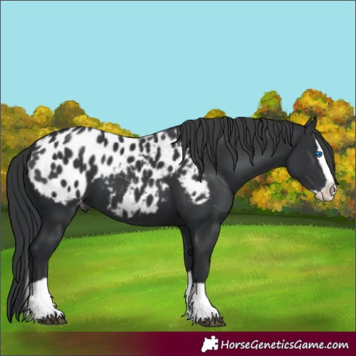 Horse Color:Black Splash Appaloosa 