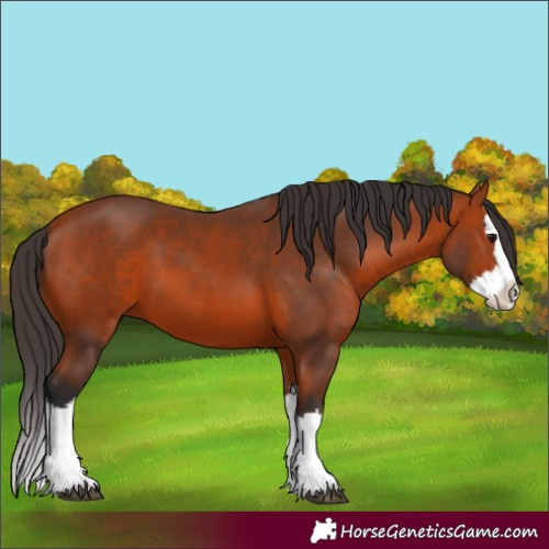 Horse Color:Bay Splash 