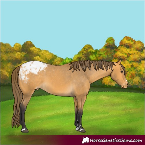 Horse Color:Buckskin Appaloosa 