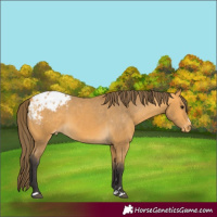 Horse Color:Buckskin Blanket 