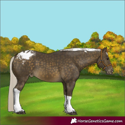 Horse Color:Silver Buckskin Tobiano Varnish 