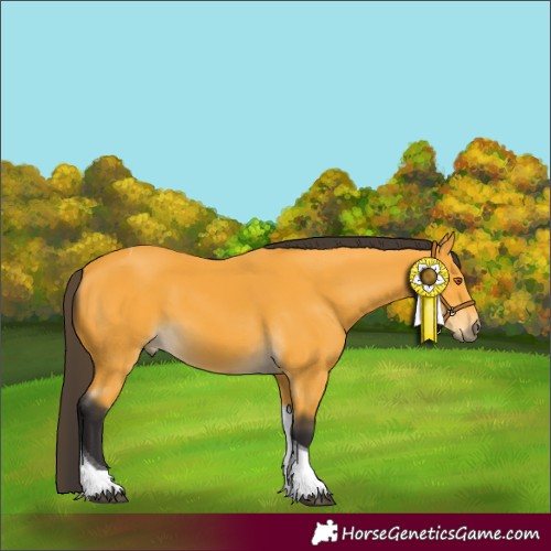Horse Color:Buckskin Tobiano 
