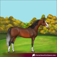 Horse Color:Bay Splash 