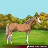 Horse Color:Chestnut Splash 