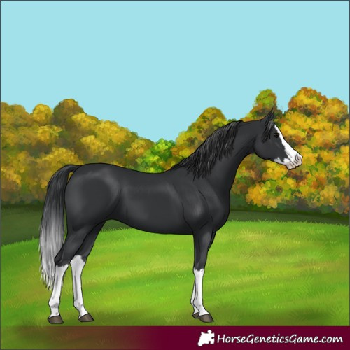 Horse Color:Unknown 