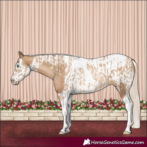 Horse Color:Chocolate Palomino Pearl Tobiano Frame  and Chocolate Palomino Pearl Splash Tobiano Frame 