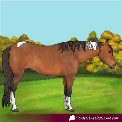 Horse Color:Unknown 
