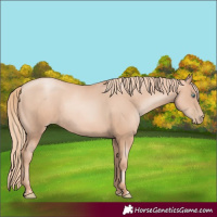 Horse Color:Gold Champagne Pearl Rabicano and Gold Champagne Pearl Rabicano