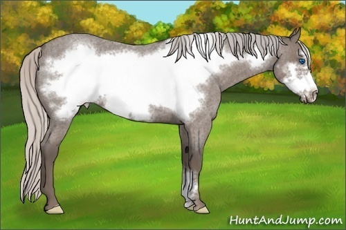 Horse Color:Silver Blue Roan Frame 