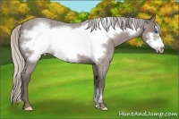 Horse Color:Silver Blue Roan Frame 