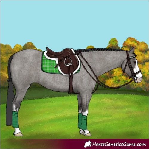 Horse Color:White Spotted Grullo Roan 