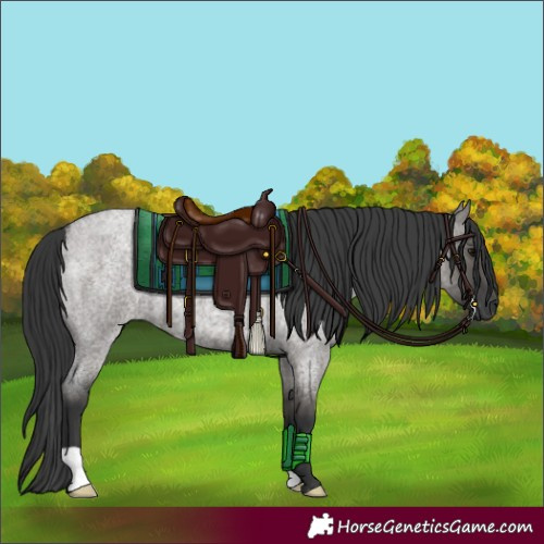 Horse Color:Grullo Roan 