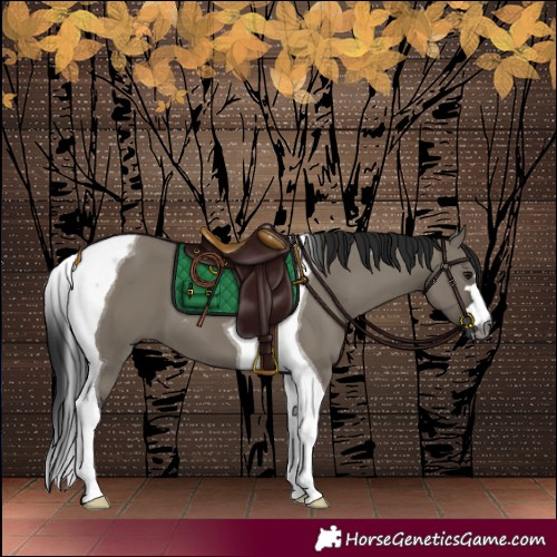 Horse Color:Gray Grullo Tobiano 