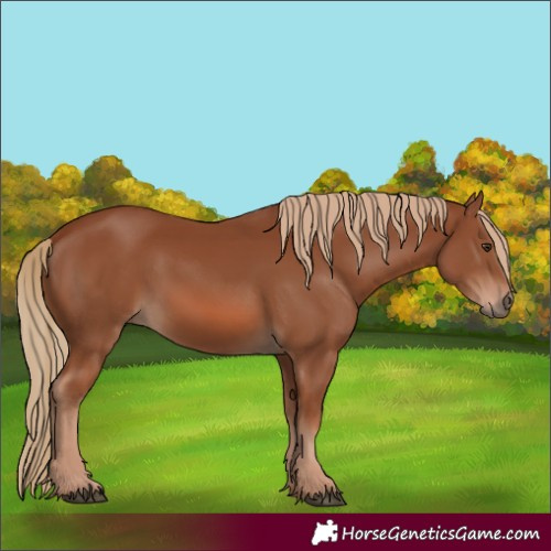 Horse Color:Chestnut 