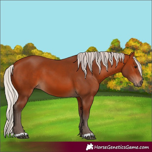 Horse Color:Silver Bay 