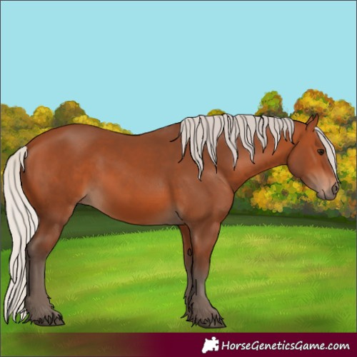 Horse Color:Silver Bay 