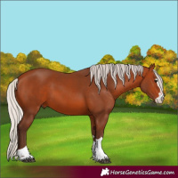 Horse Color:Silver Bay 