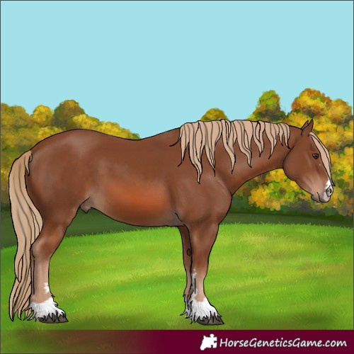 Horse Color:Chestnut 